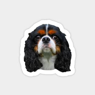 Cavalier King Charles Spaniel Cute Puppy Face Sticker